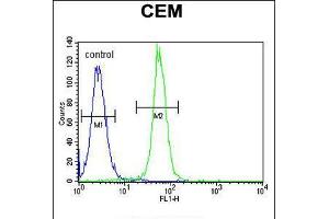 Flow cytometric analysis of CEM cells (right histogram) compared to a negative control cell (left histogram). (ARL5B anticorps  (C-Term))
