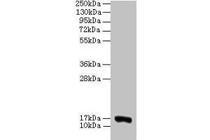 Western blot All lanes: COX5A antibody at 2 μg/mL + 293T whole cell lysate Secondary Goat polyclonal to rabbit IgG at 1/15000 dilution Predicted band size: 17 kDa Observed band size: 17 kDa (COX5A anticorps  (AA 42-150))