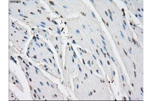 Image no. 4 for anti-Fc gamma RII (CD32) antibody (ABIN1497255) (Fc gamma RII (CD32) anticorps)