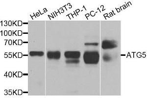 Western blot analysis of extracts of various cell lines, using ATG5 antibody. (ATG5 anticorps  (AA 1-275))