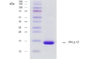 Recombinant allergen rPhl p 12 purity verification. (PFN1 Protéine)