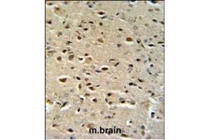 CTNA1 Antibody (N-term) (ABIN390505 and ABIN2840861) IHC analysis in formalin fixed and paraffin embedded mouse brain tissue followed by peroxidase conjugation of the secondary antibody and DAB staining. (CTNNA1 anticorps  (N-Term))