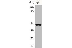 Western Blot analysis of A549 cells using BMP-8B Polyclonal Antibody