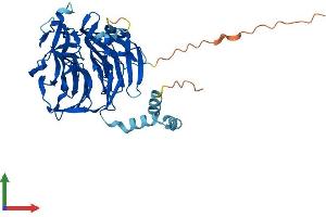AlphaFold protein structure predicition of Human Recombinant KLHDC2 Protein, UniprotID Q9Y2U9