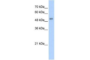 WB Suggested Anti-ALAS2 Antibody Titration:  5. (ALAS2 anticorps  (N-Term))