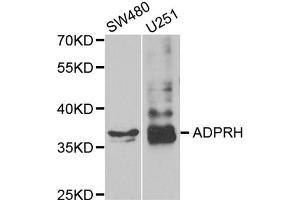 Western blot analysis of extracts of various cell lines, using ADPRH antibody (ABIN5973703) at 1/1000 dilution. (ADPRH anticorps)
