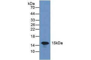 Figure. (LGALS7 anticorps  (AA 1-136))