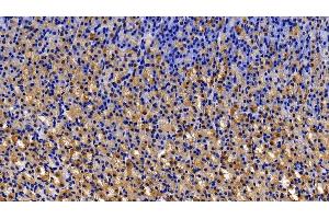 Detection of MMP7 in Rat Stomach Tissue using Polyclonal Antibody to Matrix Metalloproteinase 7 (MMP7)