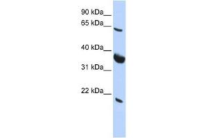 SRPR antibody used at 1 ug/ml to detect target protein. (SRPR anticorps)
