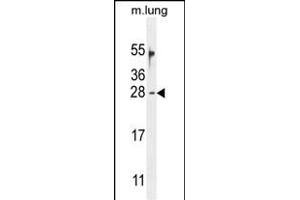 OAZ2 Antibody (C-term) (ABIN654721 and ABIN2844410) western blot analysis in mouse lung tissue lysates (35 μg/lane). (OAZ2 anticorps  (C-Term))