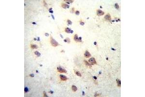 Immunohistochemical analysis of GRIN3B staining in human brain formalin fixed paraffin embedded tissue section. (GRIN3B anticorps  (C-Term))