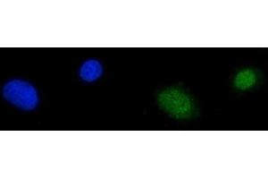 IF analysis of RPA70 using anti-RPA70 antibody (ABIN3044541).