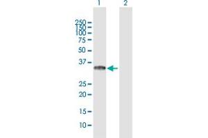 Western Blot analysis of TICAM2 expression in transfected 293T cell line by TICAM2 MaxPab polyclonal antibody.