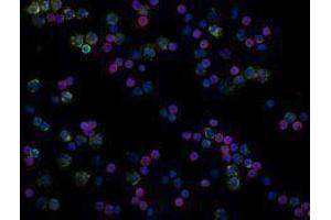 Immunofluorescence (IF) image for anti-CD19 Molecule (CD19) antibody (Alexa Fluor 488) (ABIN2657346) (CD19 anticorps  (Alexa Fluor 488))