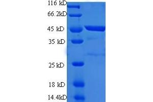 Immunoglobulin-Like Domain Containing Receptor 2 (ILDR2) (AA 1-186), (Extracellular) protein (GST tag)