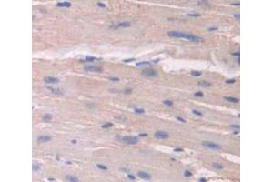 IHC-P analysis of Mouse Tissue, with DAB staining. (Annexin IV anticorps  (AA 151-313))