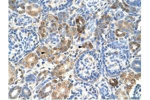 HNRPL antibody was used for immunohistochemistry at a concentration of 4-8 ug/ml to stain Epithelial cells of renal tubule (arrows) in Human Kidney. (HNRNPL anticorps  (N-Term))