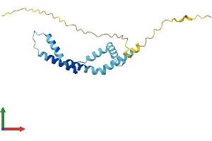 AlphaFold protein structure predicition of Human Recombinant BOD1 Protein, UniprotID Q96IK1