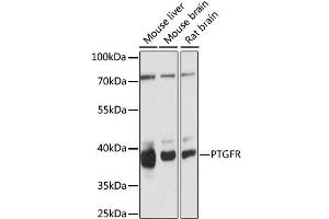 Western blot analysis of extracts of various cell lines, using PTGFR antibody. (PTGFR anticorps)