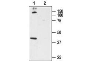 Western blot analysis of rat brain membrane proteins: - 1. (CNR1 anticorps  (Extracellular, N-Term))