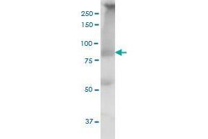 THRAP5 monoclonal antibody (M02), clone 2B7.