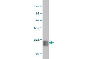 Western Blot detection against Immunogen (31. (POMZP3 anticorps  (AA 64-116))