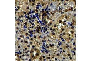 Immunohistochemical analysis of TXNL1 staining in rat kidney formalin fixed paraffin embedded tissue section. (TXNL1 anticorps)