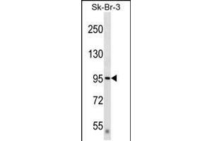 Western blot analysis in SK-BR-3 cell line lysates (35ug/lane). (DTX3L anticorps  (AA 453-482))