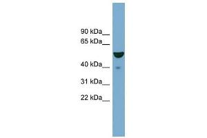 FBXO9 antibody used at 1 ug/ml to detect target protein.