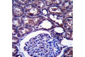 NPC1 antibody immunohistochemistry analysis in formalin fixed and paraffin embedded human kidney tissue.