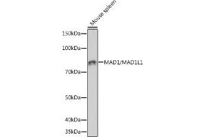 Western blot analysis of extracts of Mouse spleen, using M/ML1 Rabbit mAb  at 1:1000 dilution.