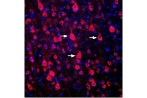 Expression of DRD1 in rat cortex - Immunohistochemical staining of perfusion-fixed frozen rat brain sections using Guinea pig Anti-D1 Dopamine Receptor Antibody (ABIN7043106, ABIN7045428 and ABIN7045429), (1:300), followed by goat-anti-guinea pig-Cy3 antibody.