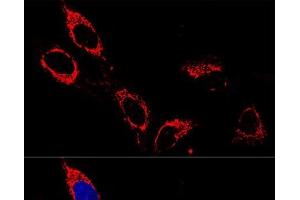 Confocal immunofluorescence analysis of U-2OS cells using ATP5A1 Polyclonal Antibody at dilution of 1:200.