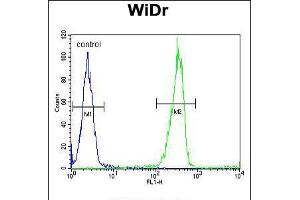 Flow cytometric analysis of WiDr cells (right histogram) compared to a negative control cell (left histogram). (Galectin 2 anticorps  (AA 85-111))