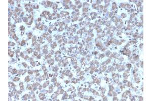 Formalin-fixed, paraffin-embedded human Liver stained with Prohibitin Mouse Monoclonal Antibody (PHB/3194).