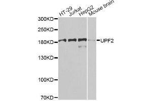Western blot analysis of extracts of various cell lines, using UPF2 antibody. (RENT2/UPF2 anticorps  (AA 1153-1272))