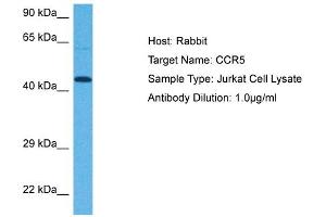 Host: Rabbit Target Name: CCR5 Sample Tissue: Human Jurkat Whole Cell Antibody Dilution: 1ug/ml (CCR5 anticorps  (Middle Region))