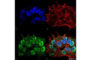 Immunocytochemistry/Immunofluorescence analysis using Mouse Anti-SHANK1/SHANK3 Monoclonal Antibody, Clone S367-51 .