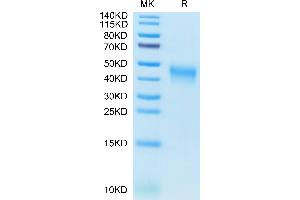 Cynomolgus B7-1 on Tris-Bis PAGE under reduced condition. (CD80 Protein (CD80) (AA 35-242) (His tag))