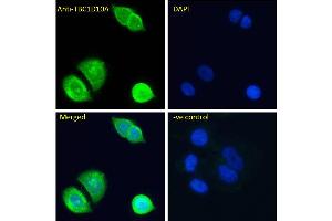 ABIN6391415 Immunofluorescence analysis of paraformaldehyde fixed MCF7 cells, permeabilized with 0.