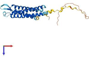 AlphaFold protein structure predicition of Human Recombinant SYNGR1 Protein, UniprotID O43759