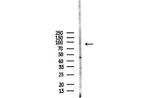 Western blot analysis of lysates from Mouse brain, using AKAP4 Antibody at 1/1000 dilution.