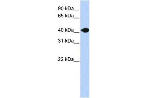Western Blotting (WB) image for anti-Deoxyribonuclease II beta (DNASE2B) antibody (ABIN2458669) (DNASE2B anticorps)