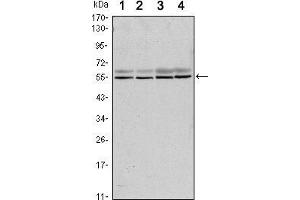 Western blot analysis using SMAD6 mouse mAb against A431 (1), A431 (2), Hela (3) and Jurkat (4) cell lysate. (SMAD6 anticorps)