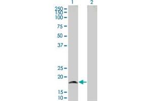 Western Blot analysis of GRIA3 expression in transfected 293T cell line by GRIA3 MaxPab polyclonal antibody. (Glutamate Receptor 3 anticorps  (AA 1-144))