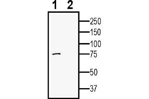 Western blot analysis of human  monocytic leukemia cell line lysate:1. (Adam23 anticorps  (Extracellular))