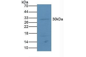 Detection of ATF4 in Mouse Lung Tissue using Polyclonal Antibody to Activating Transcription Factor 4 (ATF4) (ATF4 anticorps  (AA 126-291))