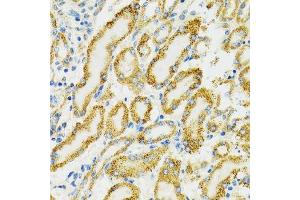 Immunohistochemistry of paraffin-embedded rat kidney using HSPA9 antibody. (HSPA9 anticorps  (AA 380-679))