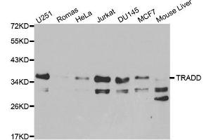 Western blot analysis of extracts of various cell lines, using TRADD antibody. (TRADD anticorps)