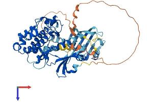 AlphaFold protein structure predicition of Mouse Recombinant Camk2g Protein, UniprotID Q923T9